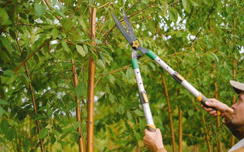 Tree trimming in Tonasket, WA